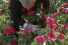 poster-26972-the-body-shop-the-body-shop-british-rose-treat-your-mum-like-a-queen-with-a-british-rose-68x45