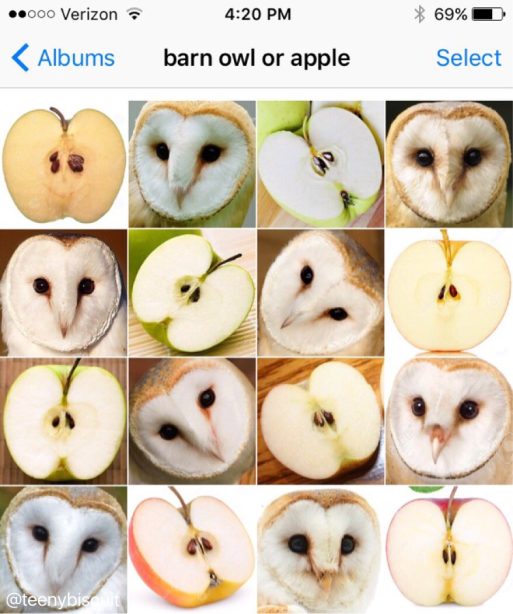 barn owl or apple