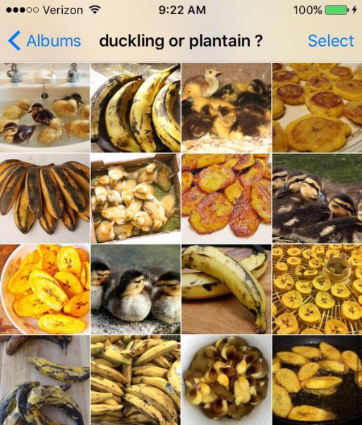 duckling or plantain 2