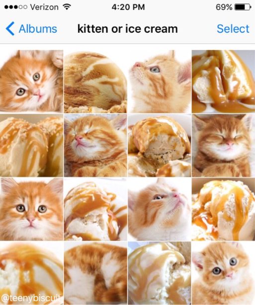 kitten or ice cream