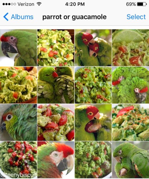 parrot or guacamole