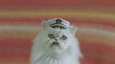 poster-27144-godaddy-cats-with-hats-236x132