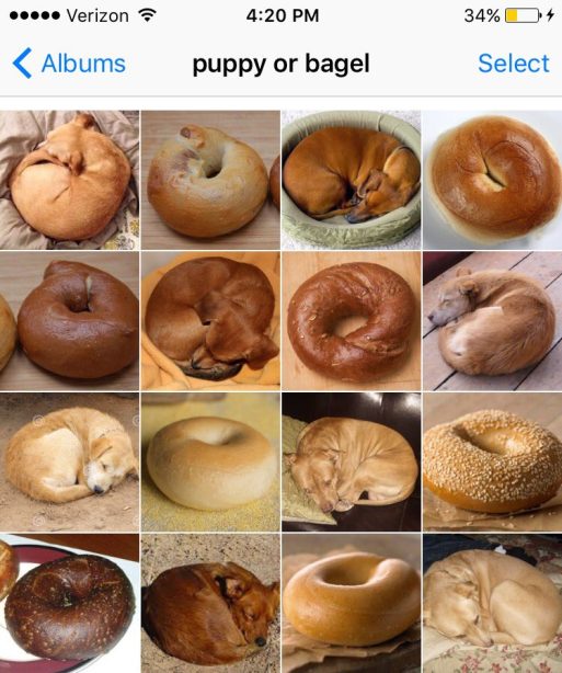 puppy or bagel