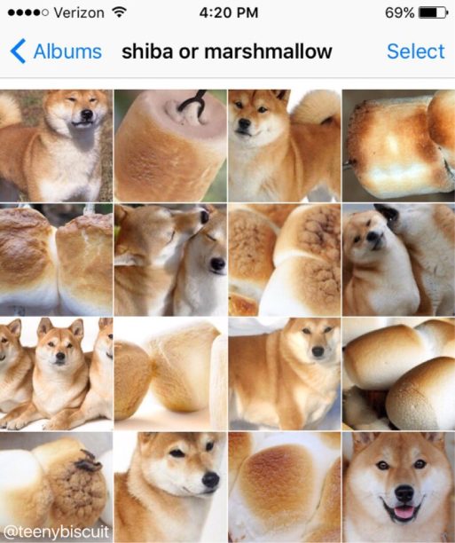 shiba or marshmallow