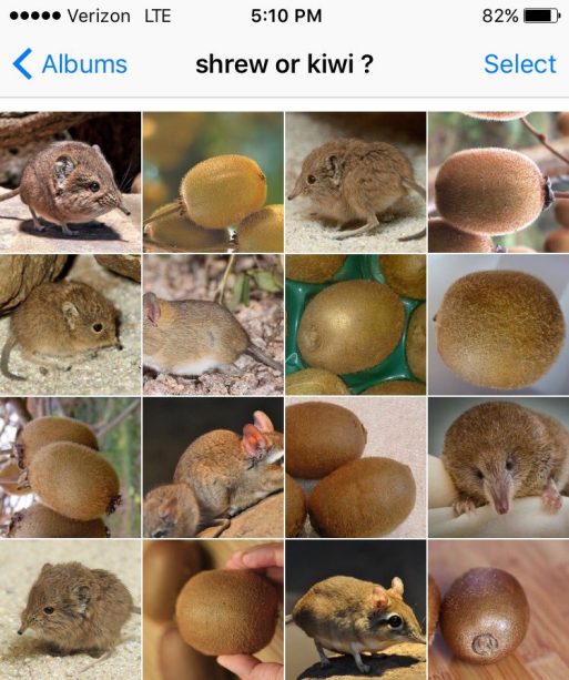 shrew or kiwi