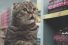 poster-27348-netto-marken-discount-netto-katzen-68x45