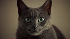 poster-27461-sheba-penguin-236x132