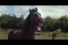 poster-27539-volkswagen-tiguan-laughing-horses-68x45