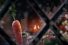 poster-27683-aldi-kevin-the-carrot-68x45
