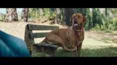 poster-27833-volkswagen-passat-the-dog-236x132