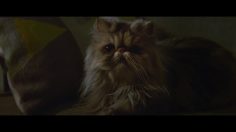 poster-28034-telia-cats-236x132