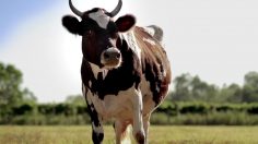 poster-28244-peta-www-aetp-world-100-pure-woman-s-milk-236x132