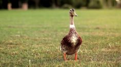 poster-28245-peta-www-aetp-world-the-making-of-foie-gras-236x132