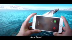 poster-28459-vodafone-operateur-telephonique-sorry-whale-236x132