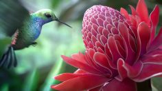 poster-28487-tcl-la-jungle-236x132
