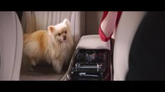 poster-28563-hyundai-genesis-driver-versus-fierce-cute-dog-236x132