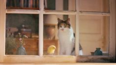 poster-28667-deli-catz-dreamies-best-friends-236x132