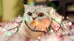 poster-28947-amazon-music-unlimited-merry-christmas-236x132