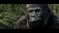 poster-28998-renault-kwid-gorilla-236x132