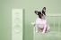 poster-29114-munich-animal-shelter-adoptify-ray-68x45
