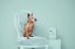 poster-29117-munich-animal-shelter-adoptify-gloria-68x45