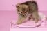 poster-29118-munich-animal-shelter-adoptify-puppies-68x45