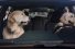 poster-29119-subaru-ascent-driving-lesson-68x45