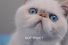 poster-29178-petsafe-scoopfree-catspiracy-2-0-68x45