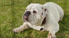 coldwell-banker-new-dog-old-dog-culture-pub-236x132