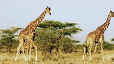 poster-29540-mother-new-york-giraffe-236x132