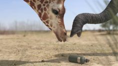 poster-29878-wwf-elephant-vs-giraffe-236x132