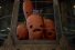 poster-30155-aldi-kevin-the-carrot-and-the-wicked-parsnip-68x45
