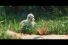 63604_preview-2-68x45