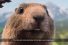 poster-30282-milka-patamilka-la-marmotte-20-ans-plus-tard-68x45