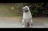 poster-30671-toyota-hybrides-autorechargeables-dog-68x45
