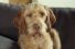 poster-30693-pokerstars-dog-68x45