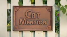 poster-30863-e-on-cat-mansion-236x132