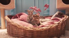 poster-30867-lol-cats-flatulences-et-metaphore-grivoise-2019-09-12-236x132