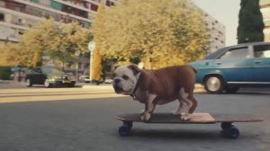 poster-30936-tinder-chiens-skateurs-et-boys-band-2019-10-10-300x168
