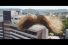 poster-31030-virgin-australia-up-up-and-toupee-68x45