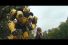 poster-31323-direct-line-insurance-bumblebee-68x45
