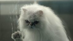 Capture-d’écran-2022-09-20-123157-236x132